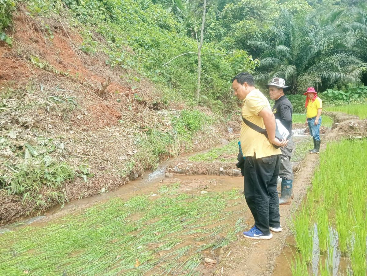 องค์การบริหารส่วนตำบลแม่สลองใน