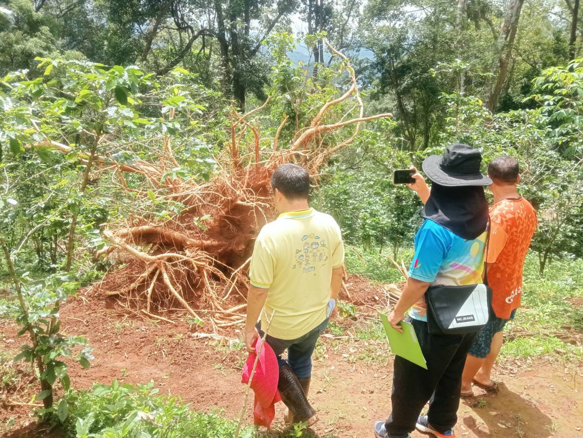 องค์การบริหารส่วนตำบลแม่สลองใน