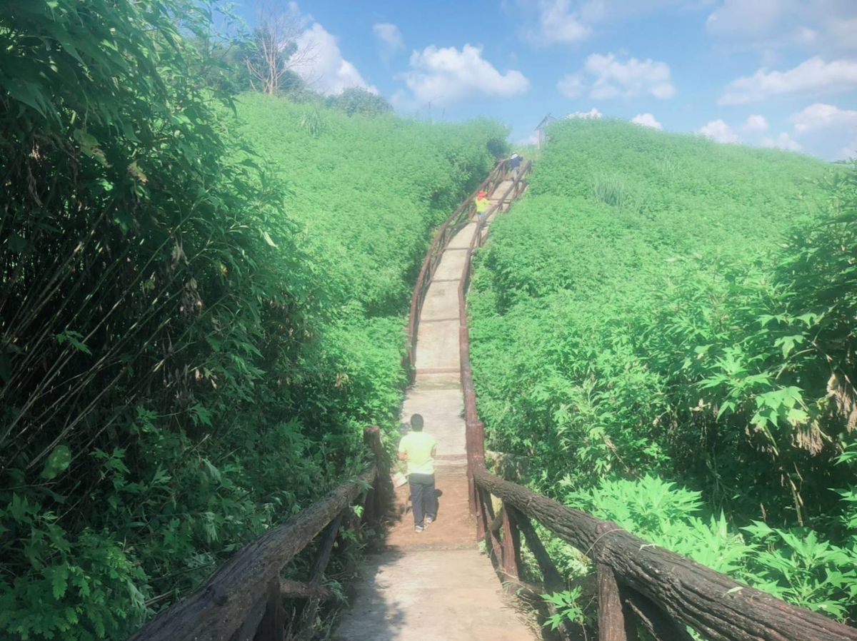 องค์การบริหารส่วนตำบลแม่สลองใน